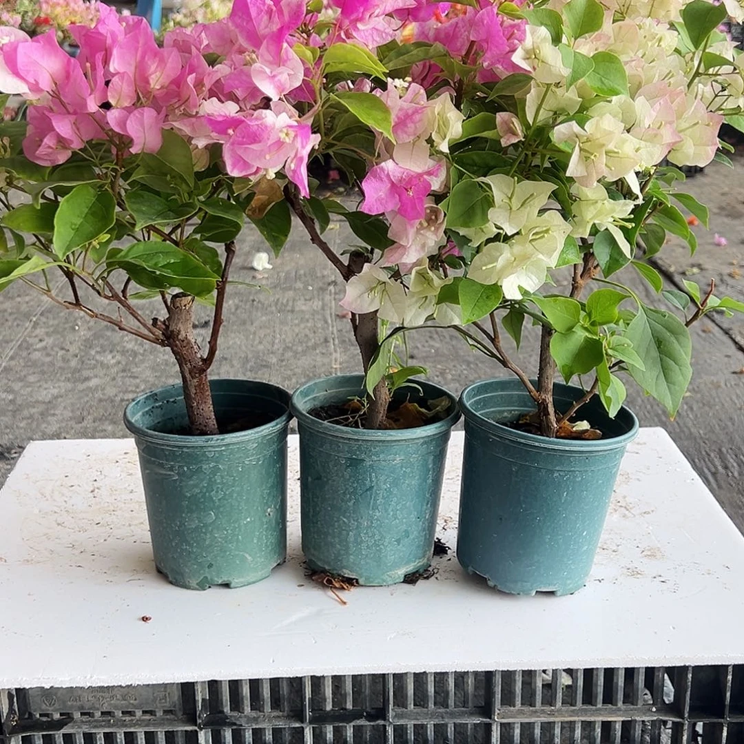 大部分花苞少量开放广红英，章红英，绿樱组合
