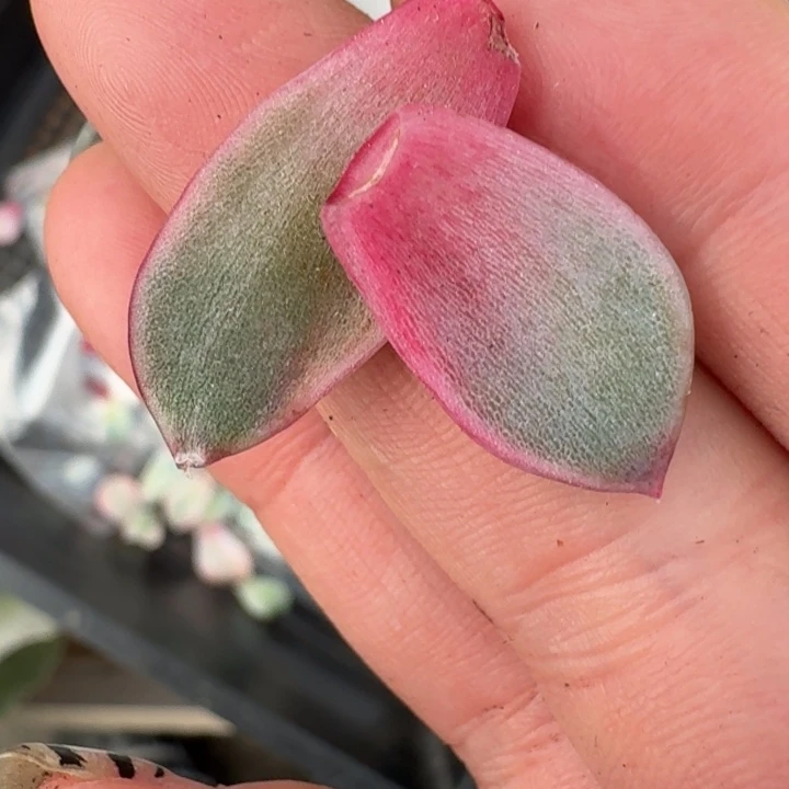 紫水晶叶片一物一拍