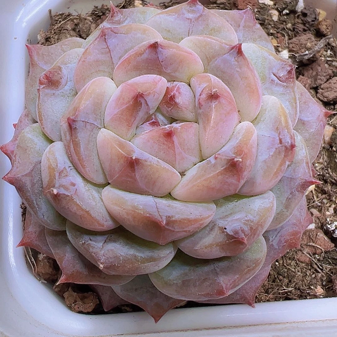 云塔19包邮多肉植物