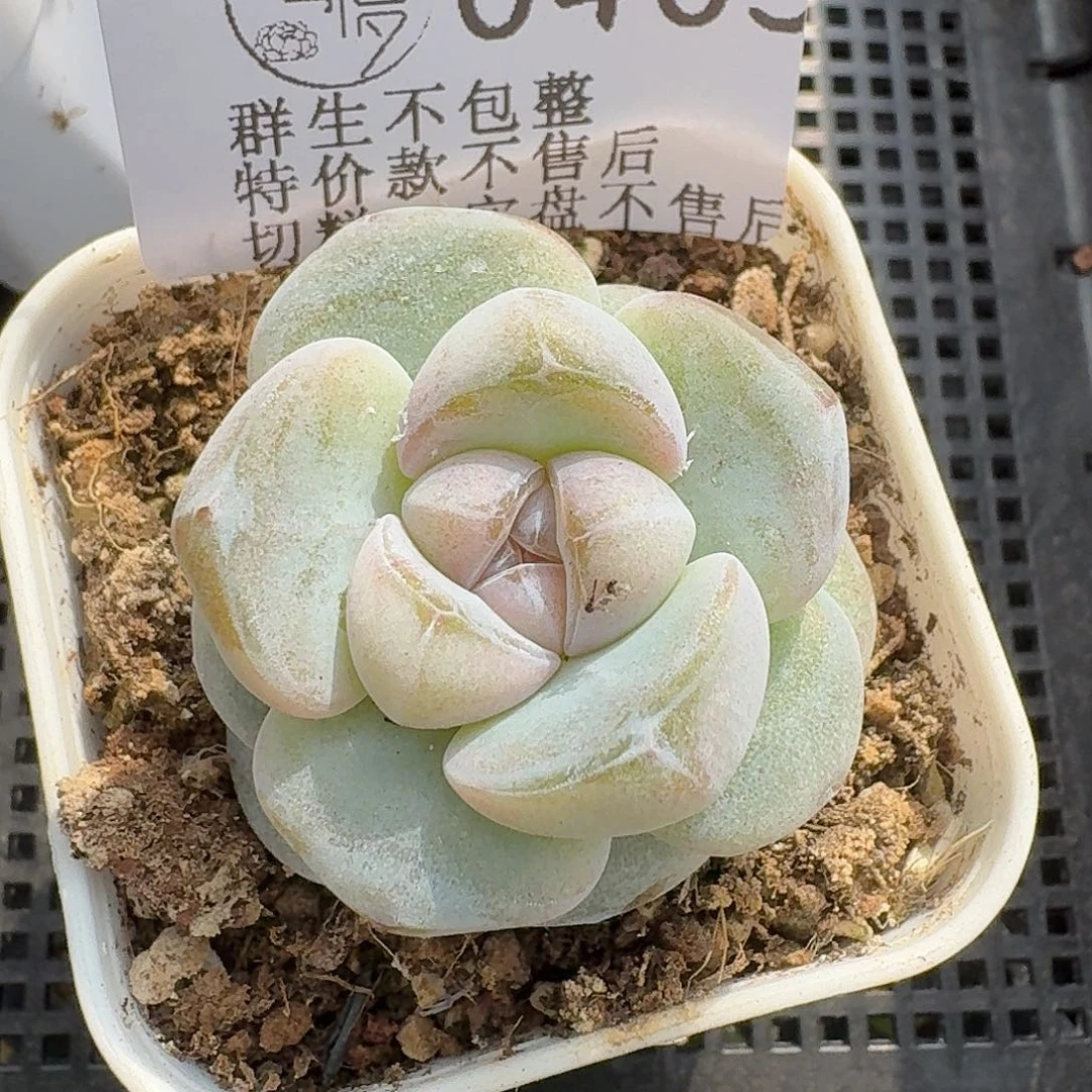 如图0405白方冰兔一颗