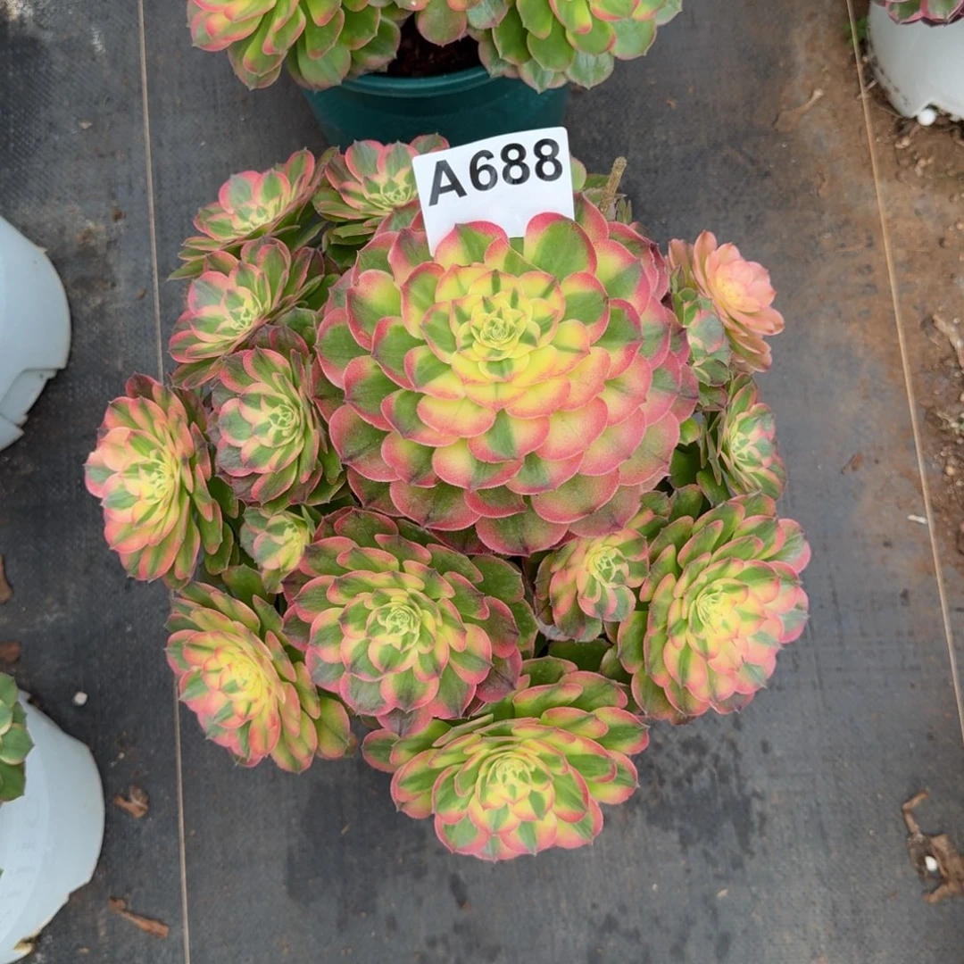 少***兄688多肉植物海鲜法师