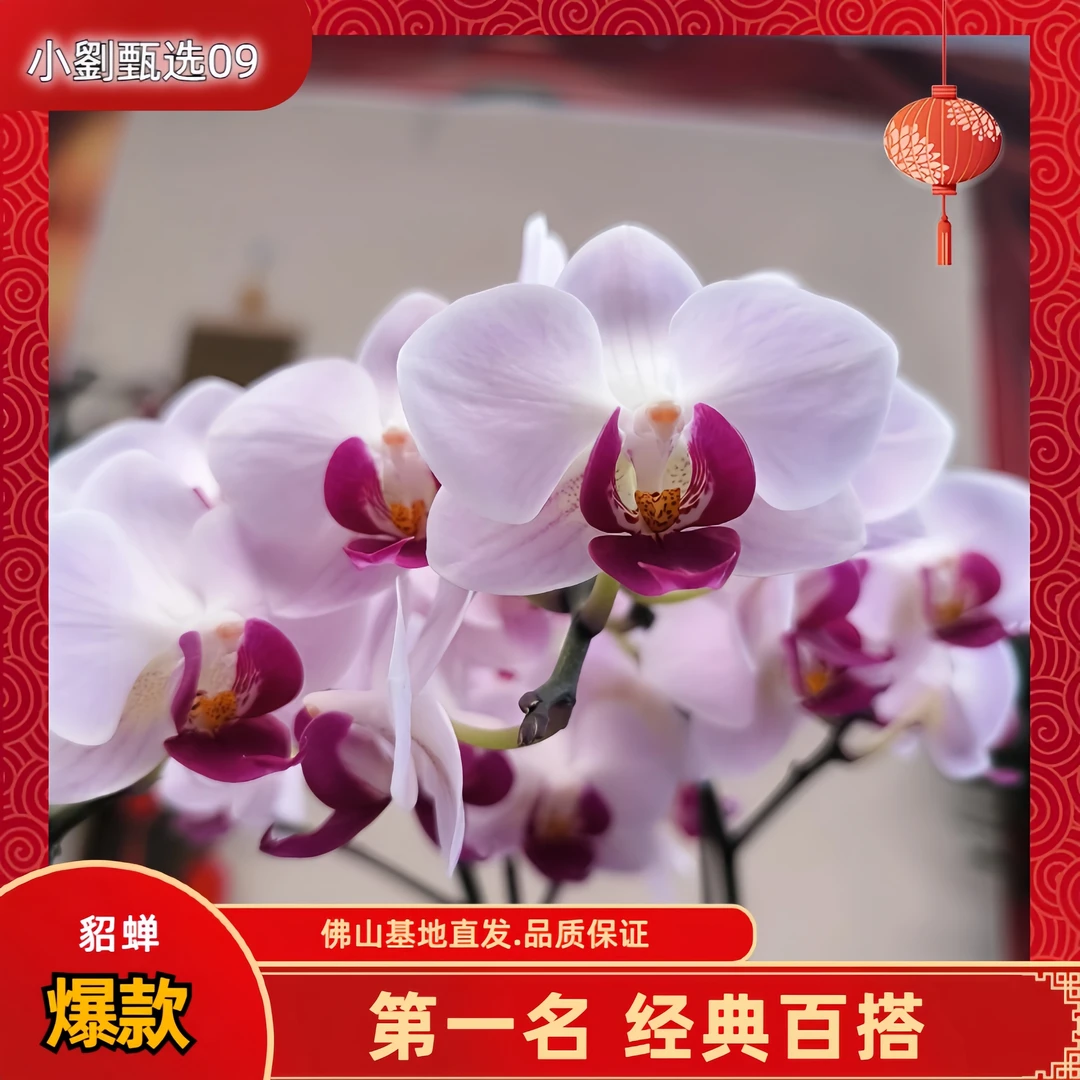 【貂蝉09】精美蝴蝶兰花卉盆栽佛山基地批发直播次日达