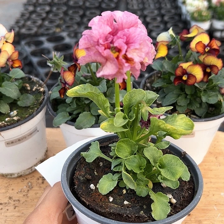 红陶抖音直播闪拍209