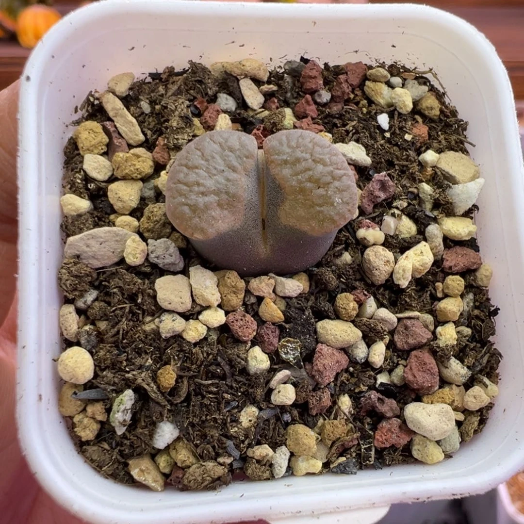 63号磁铁尺寸1.5福利