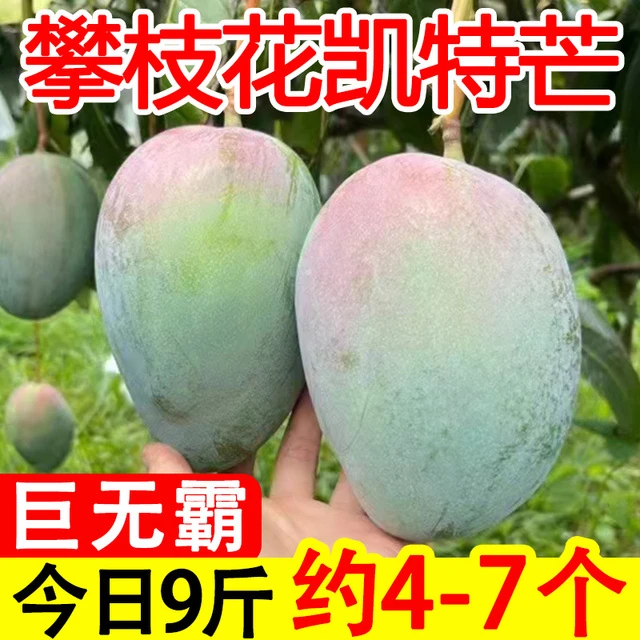 正宗四川攀枝花凯特芒果青皮大芒果水果新鲜整箱当季超大应季凯特