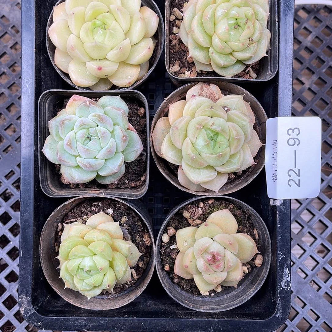 多肉一物一拍22-93