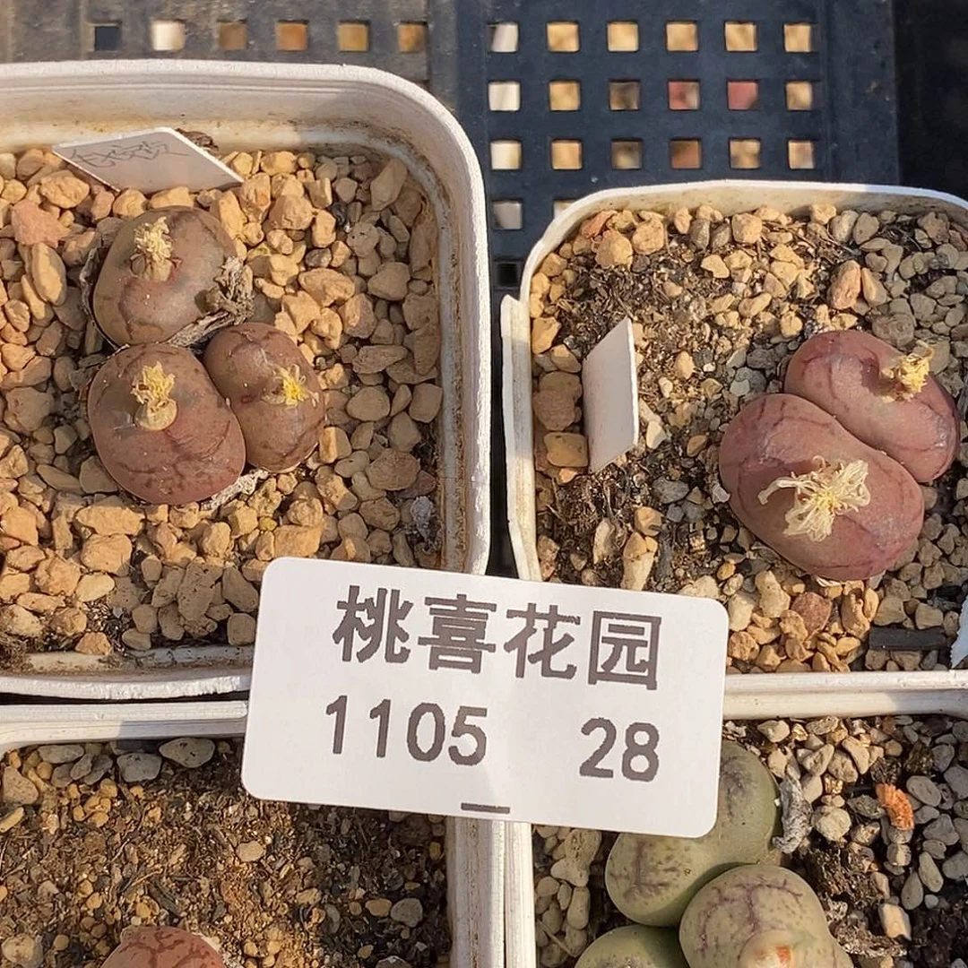 e*d105-28-杂交组合福利。