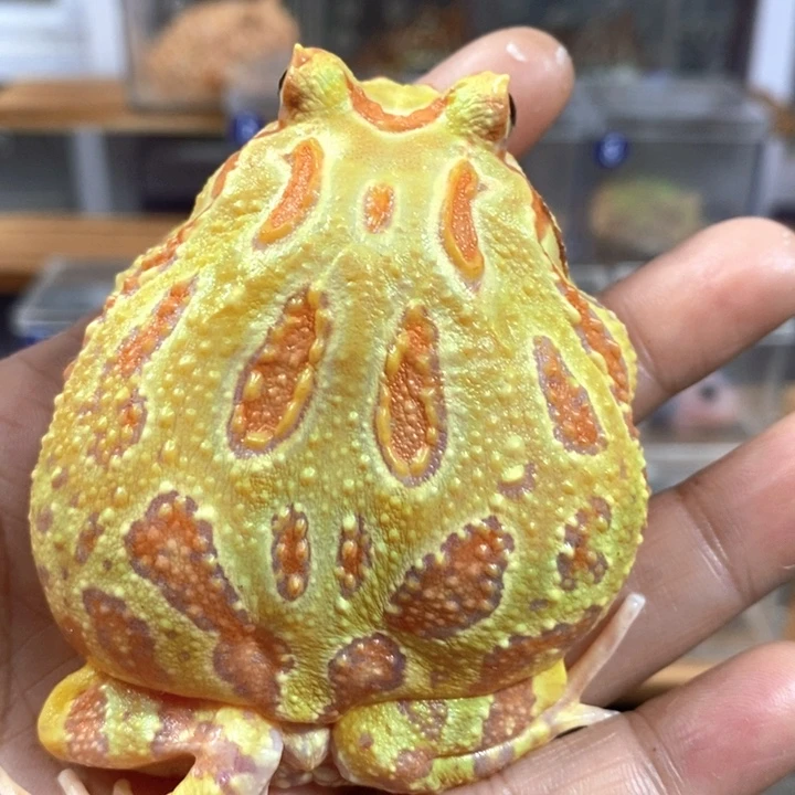 @***明角蛙494号大黄金角蛙