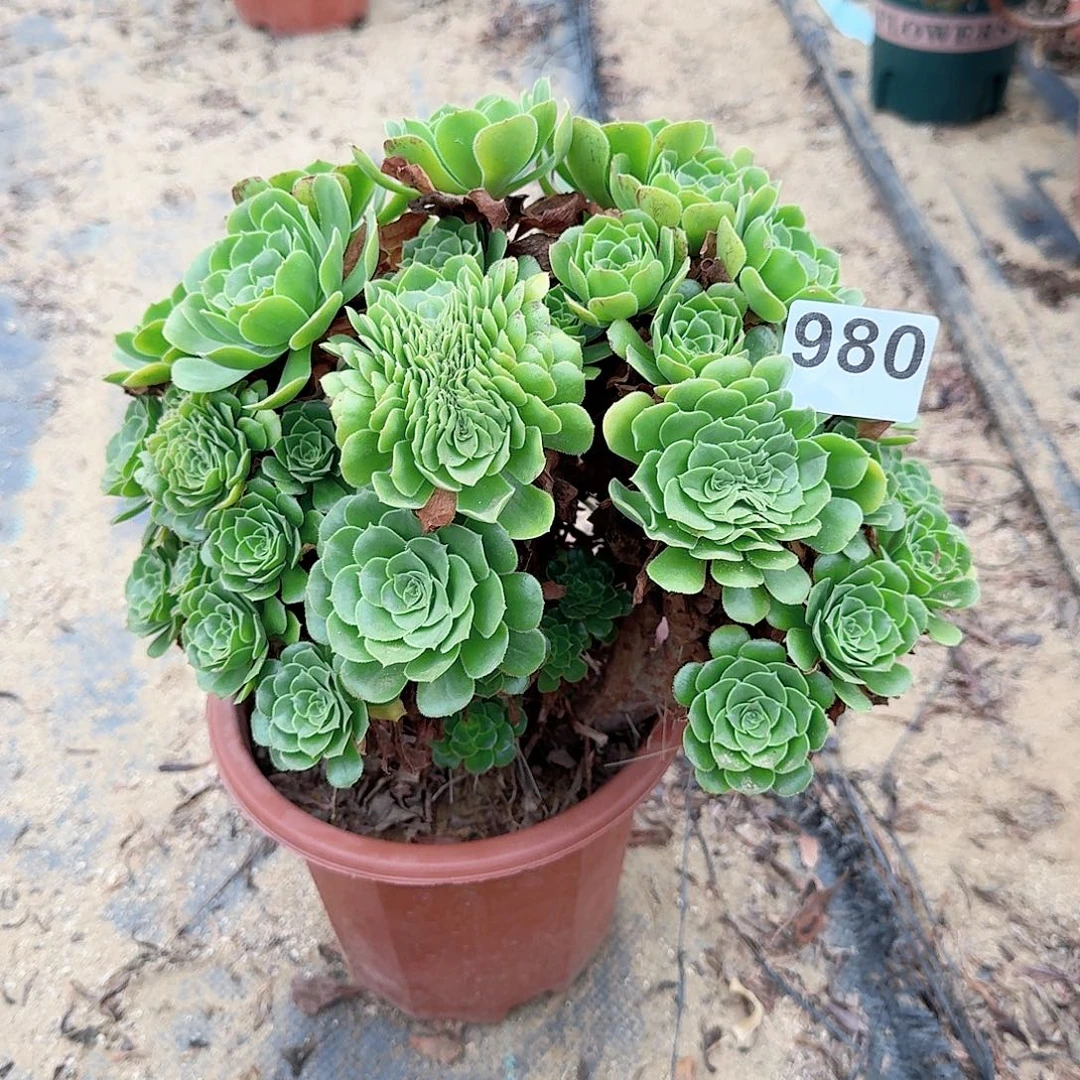 980绿缀朵朵一颗呀呀