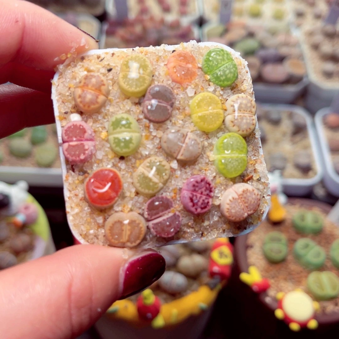 215号带盆盆包邮发货