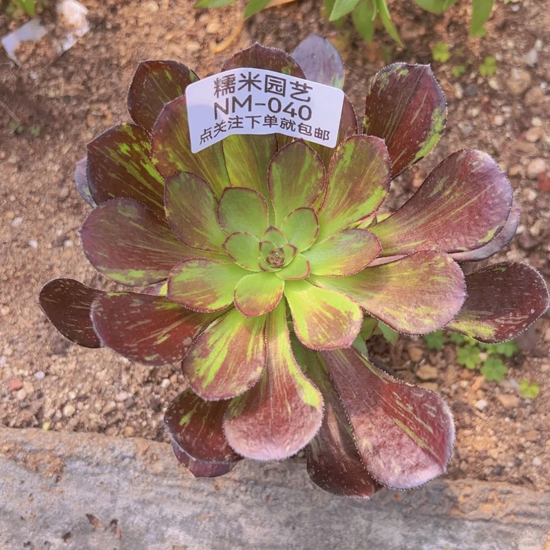 花无缺手捧多肉植物040