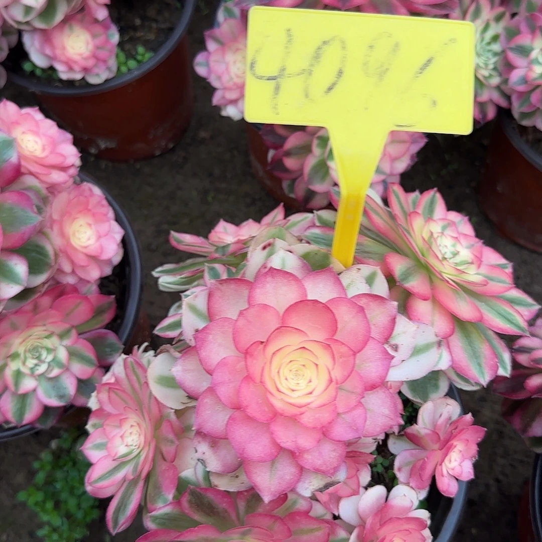 4096---多头多肉植物倾城