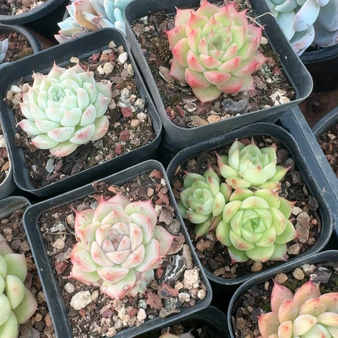 麦秆一组10个尺寸不大6.5花盆