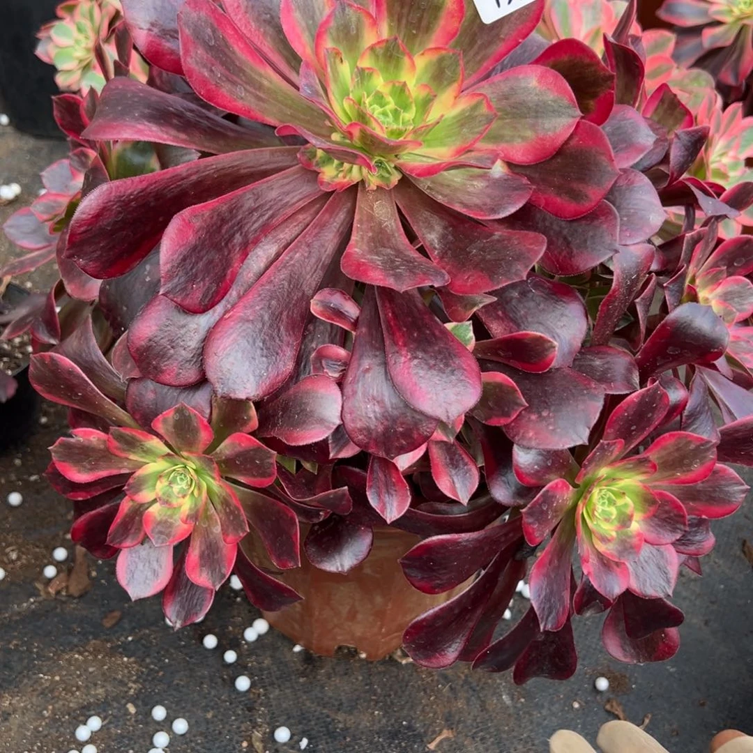 151凤冠多肉嘻嘻嘻多肉