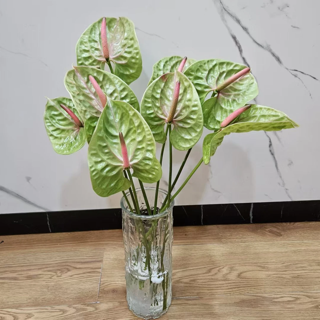 【掌品无限】绿红心 合集红掌花卉高端鲜切花室内植物耐放