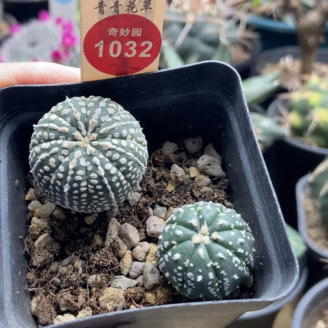 实生奇迹兜加超兜