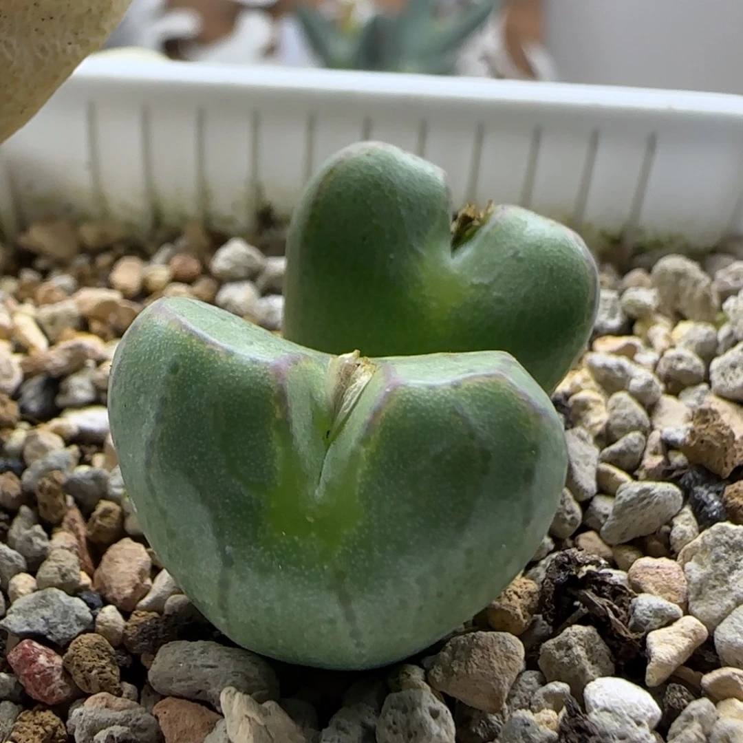 11-9-7-3当天满38包邮雷神杂交2cm脱土