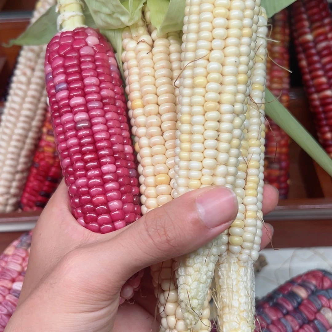 A***菲吊坠白玉菩提文玩玉米毛料精品