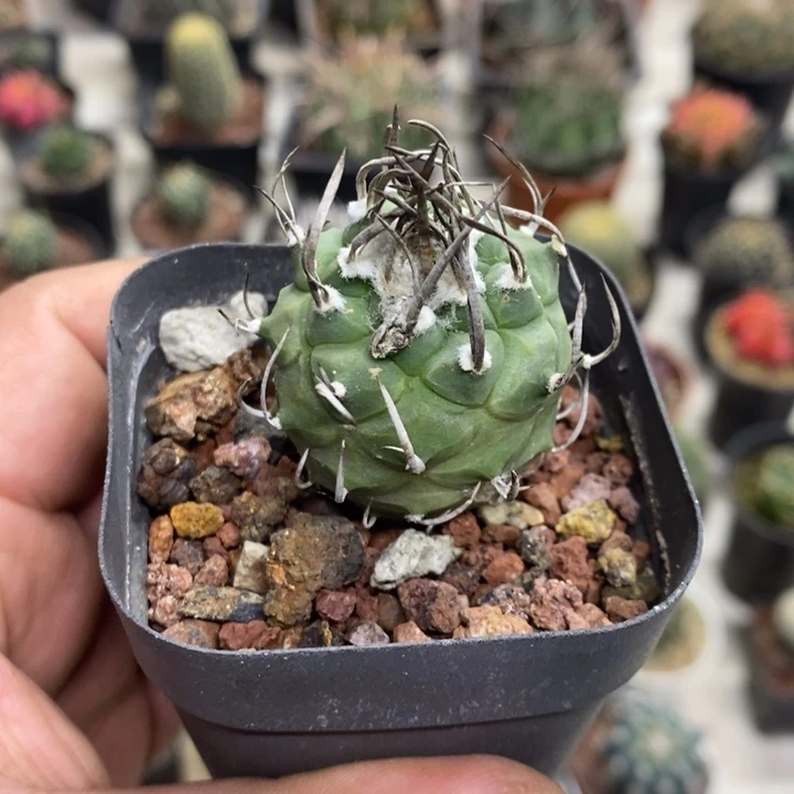 实生升云龙特价福利