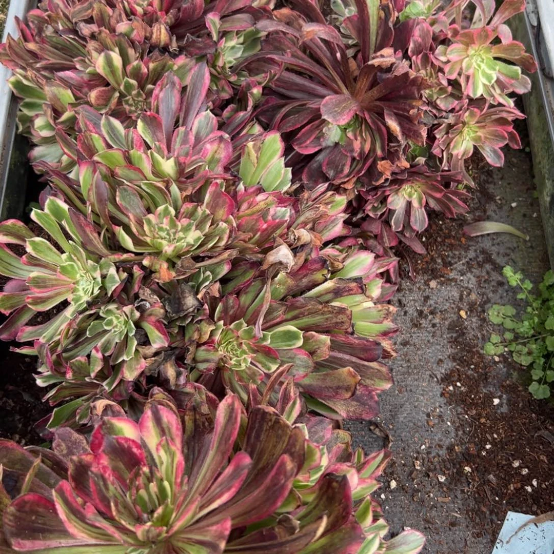 383同花顺捧花一颗多肉多肉