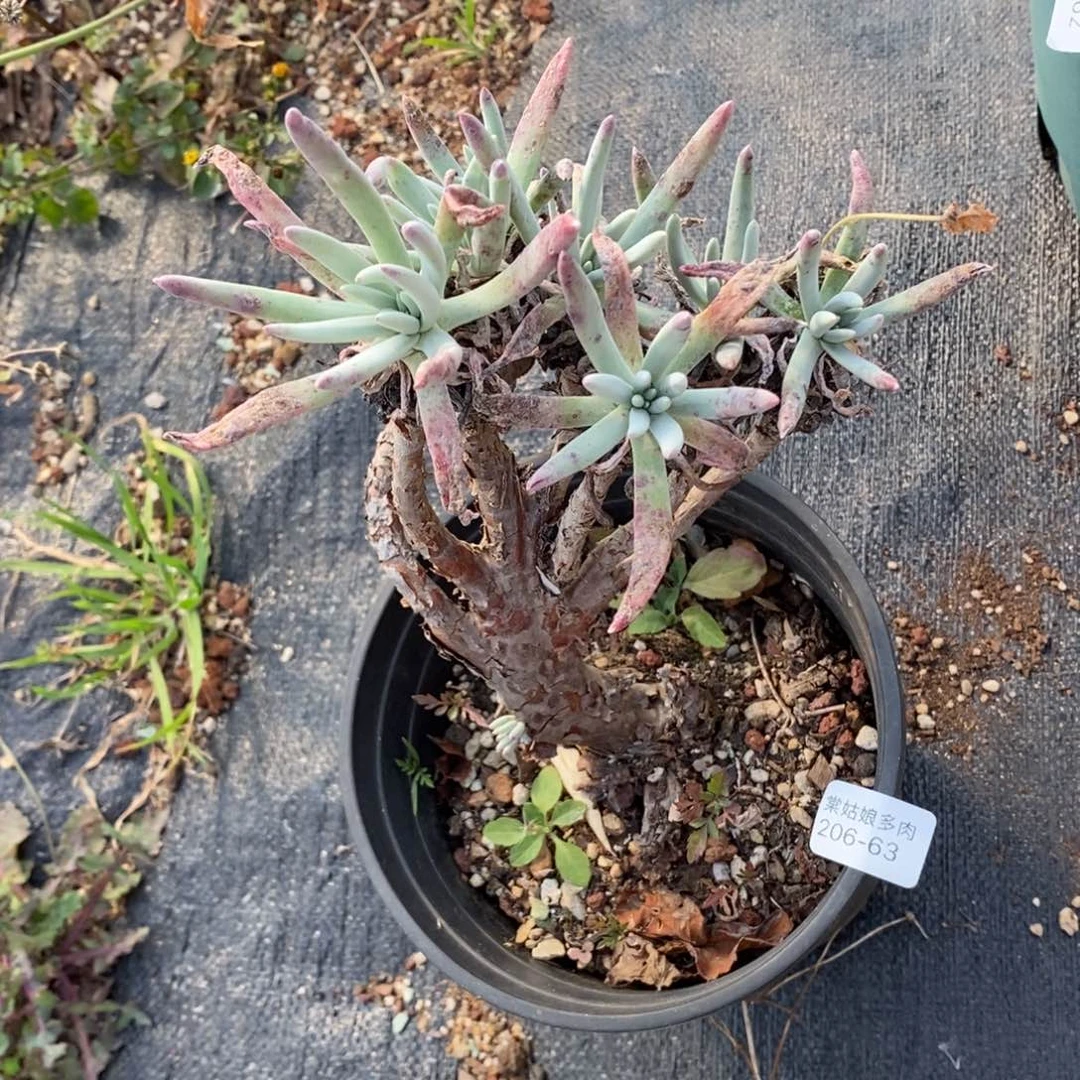 63号爱度瑕疵瑕疵