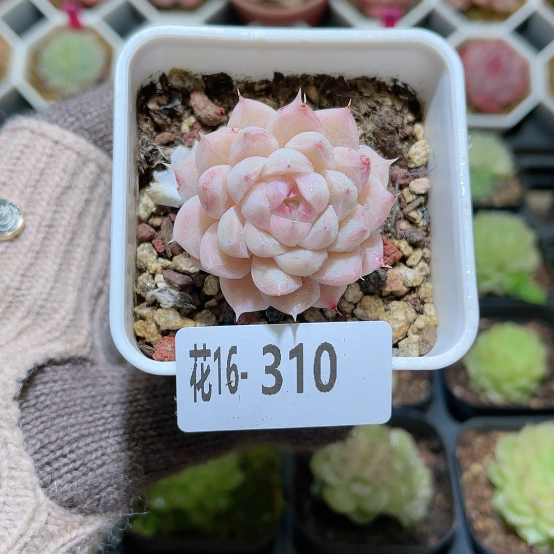 花利美16-310女王