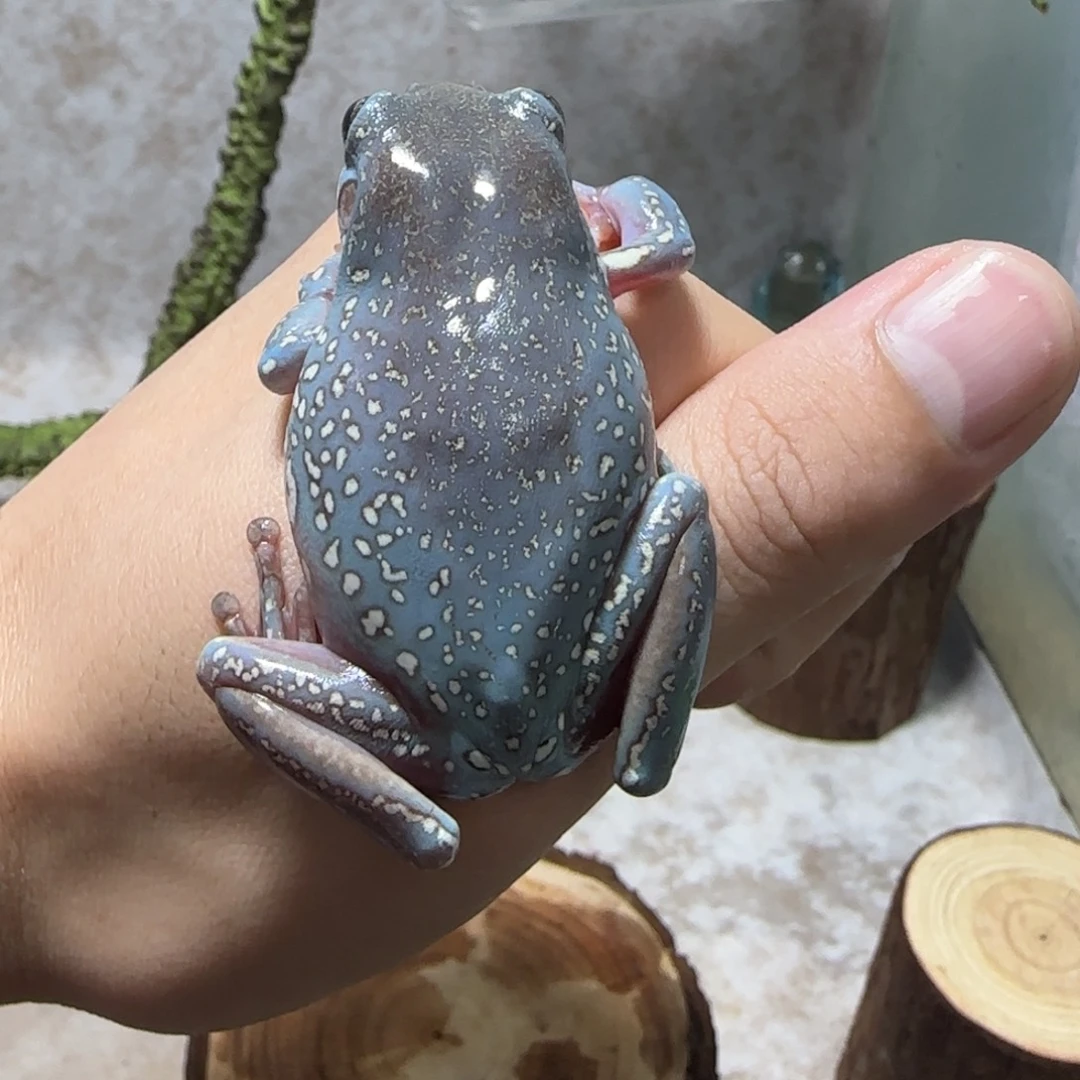 花***枝老爷树蛙荔枝专拍