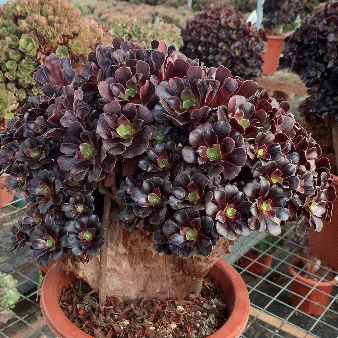 150欧紫朵朵缀化微瑕