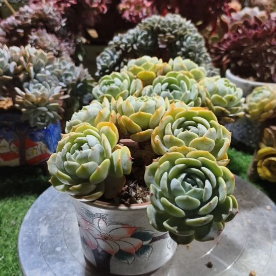 劳淋小树朵朵6头啧啧啧