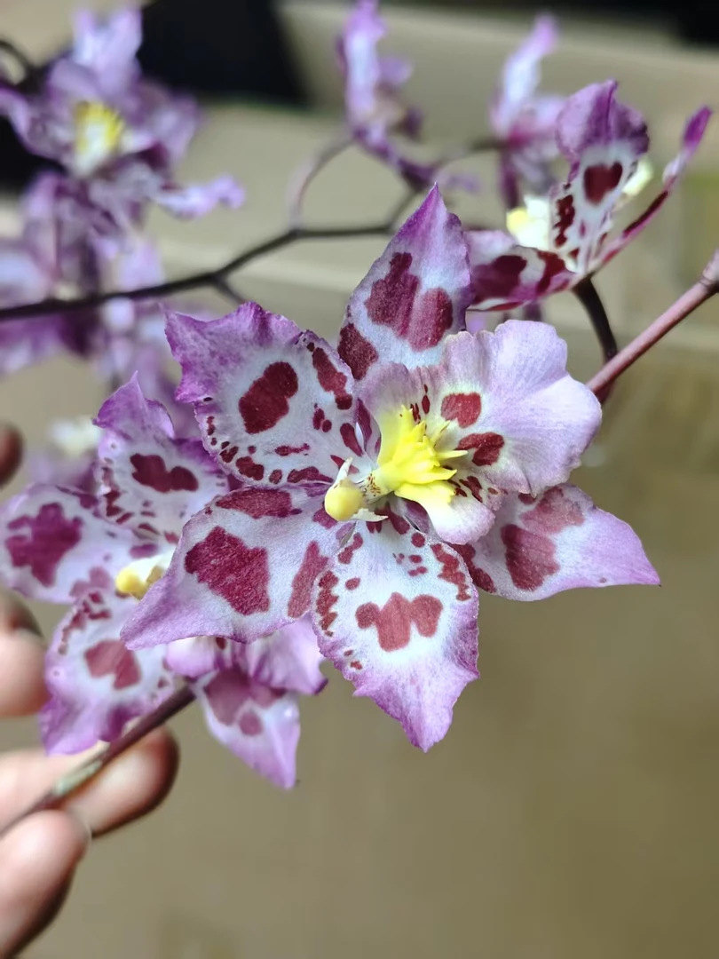 2【虎斑兰花】盆栽兰花  粉色客厅阳台室内好养兰花