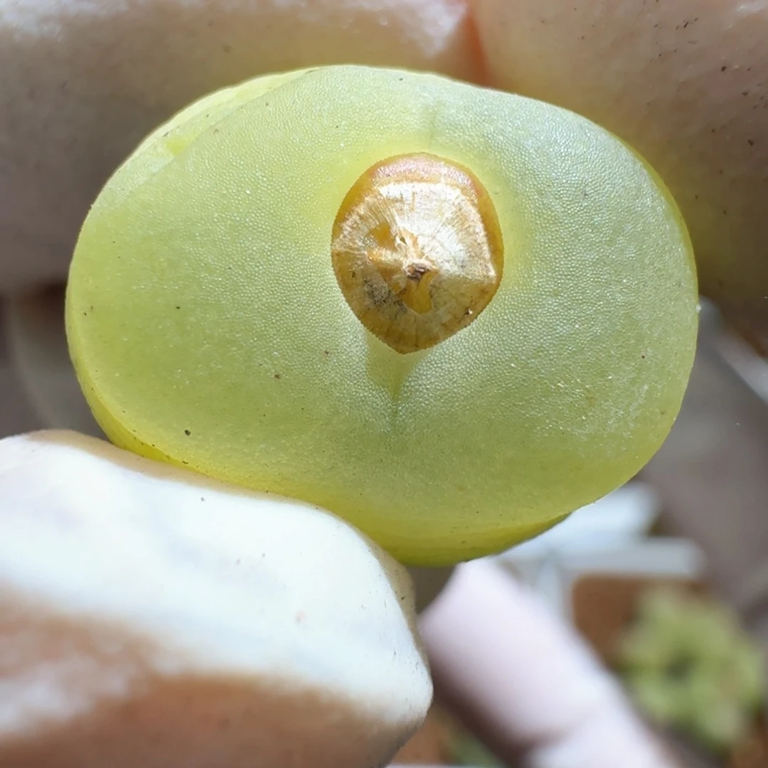 1-12-110大王拉登