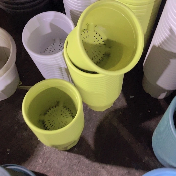 树脂锦鲤3号果绿色10个