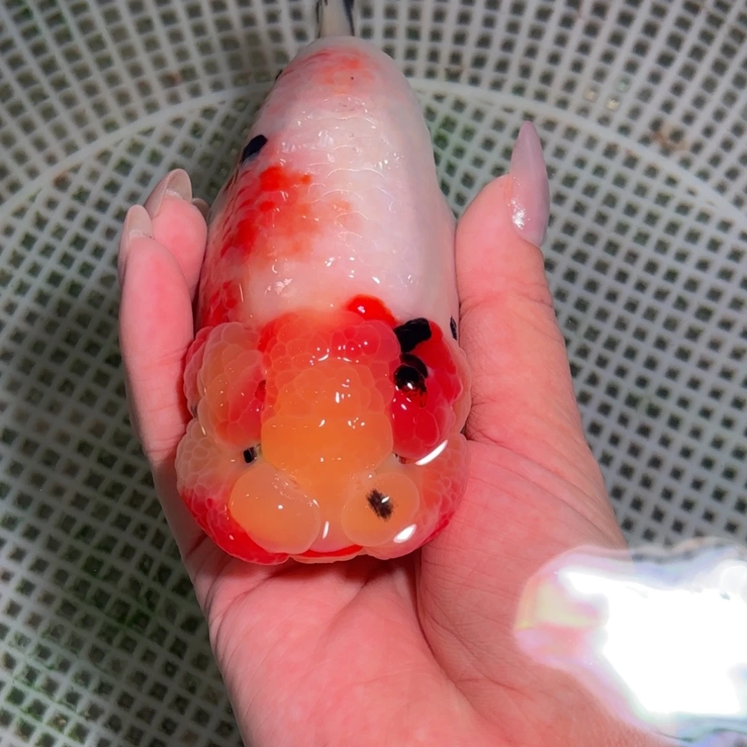 。***。金鱼兰寿金鱼活体淡水观赏鱼