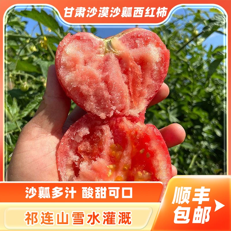 凉州农鲜现摘沙漠沙瓤西红柿露天沙瓤自然成熟现番茄