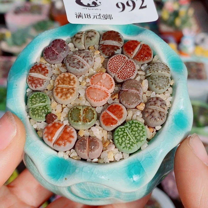 生石花花花花花花992