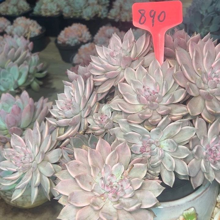 弥***资890////////////=======///