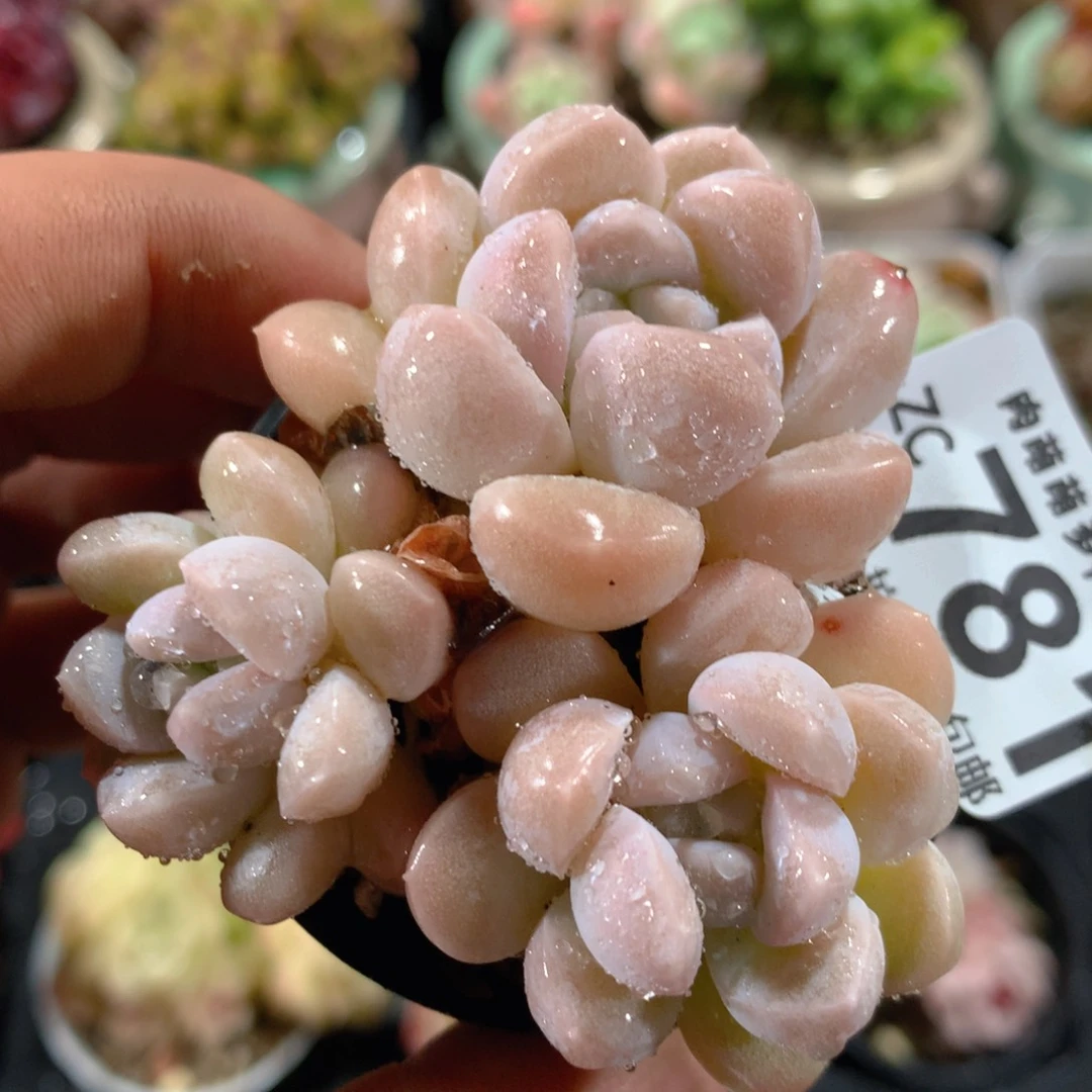 5CM拇指盆精控多肉ZC781