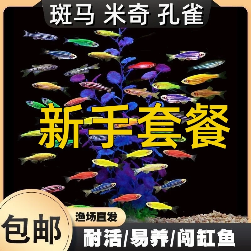 新手套餐 熊猫月光鱼 斑马鱼 孔雀鱼 观赏鱼