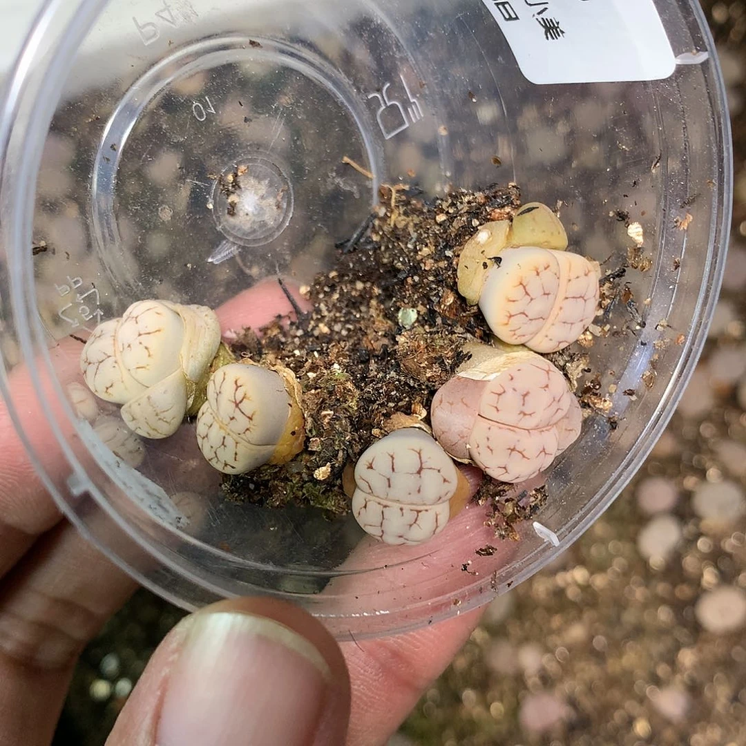 R****1J428多肉植物保护