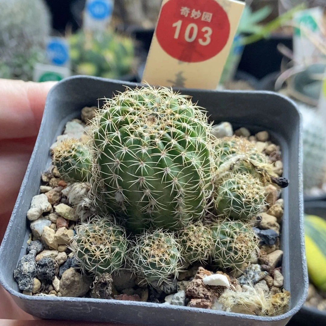 实生丽花丸群一颗仙人球