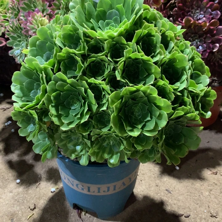 950翡翠琉璃多肉植物特价