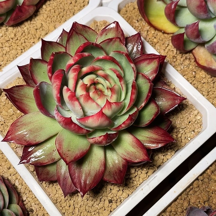 花***生惊鸿仙子多肉植物