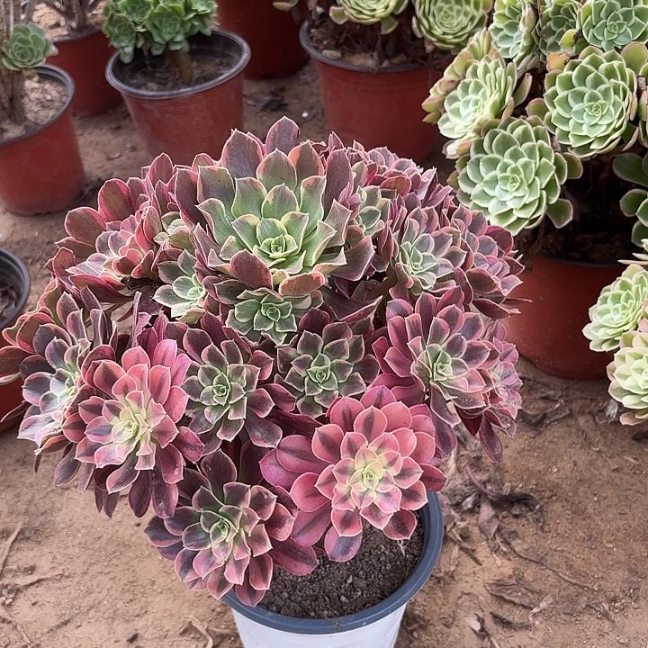 多肉植物法师金丝雀31