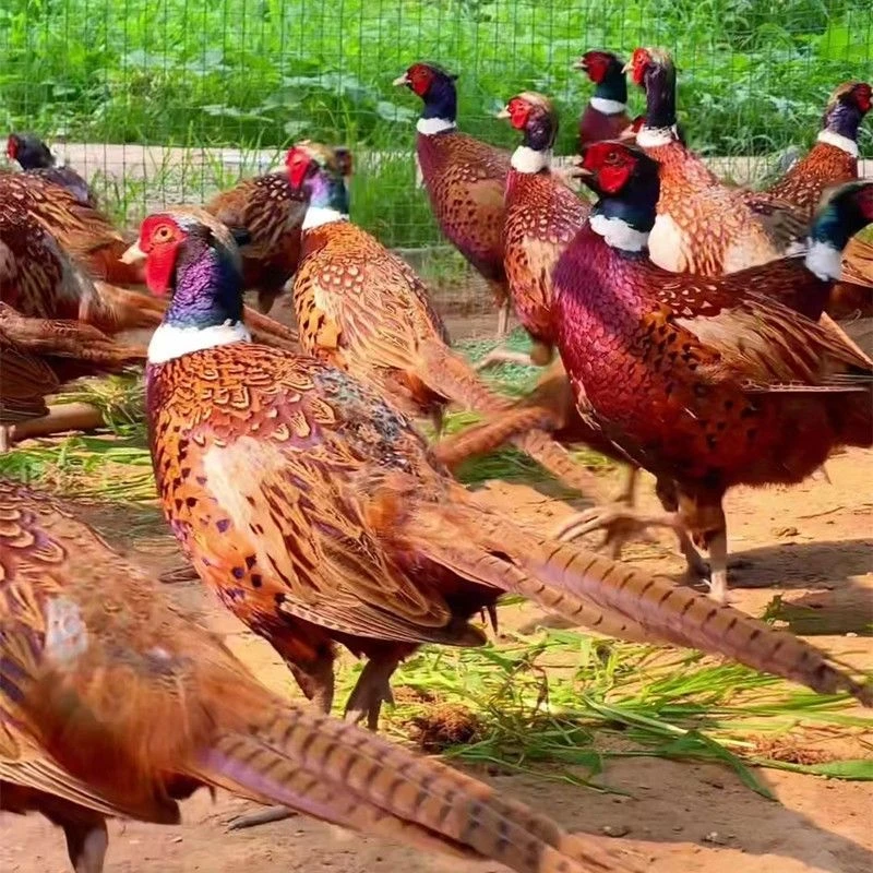 1公2母共3只七彩山鸡肉质鲜美山林散养生鲜鸡肉整只发货