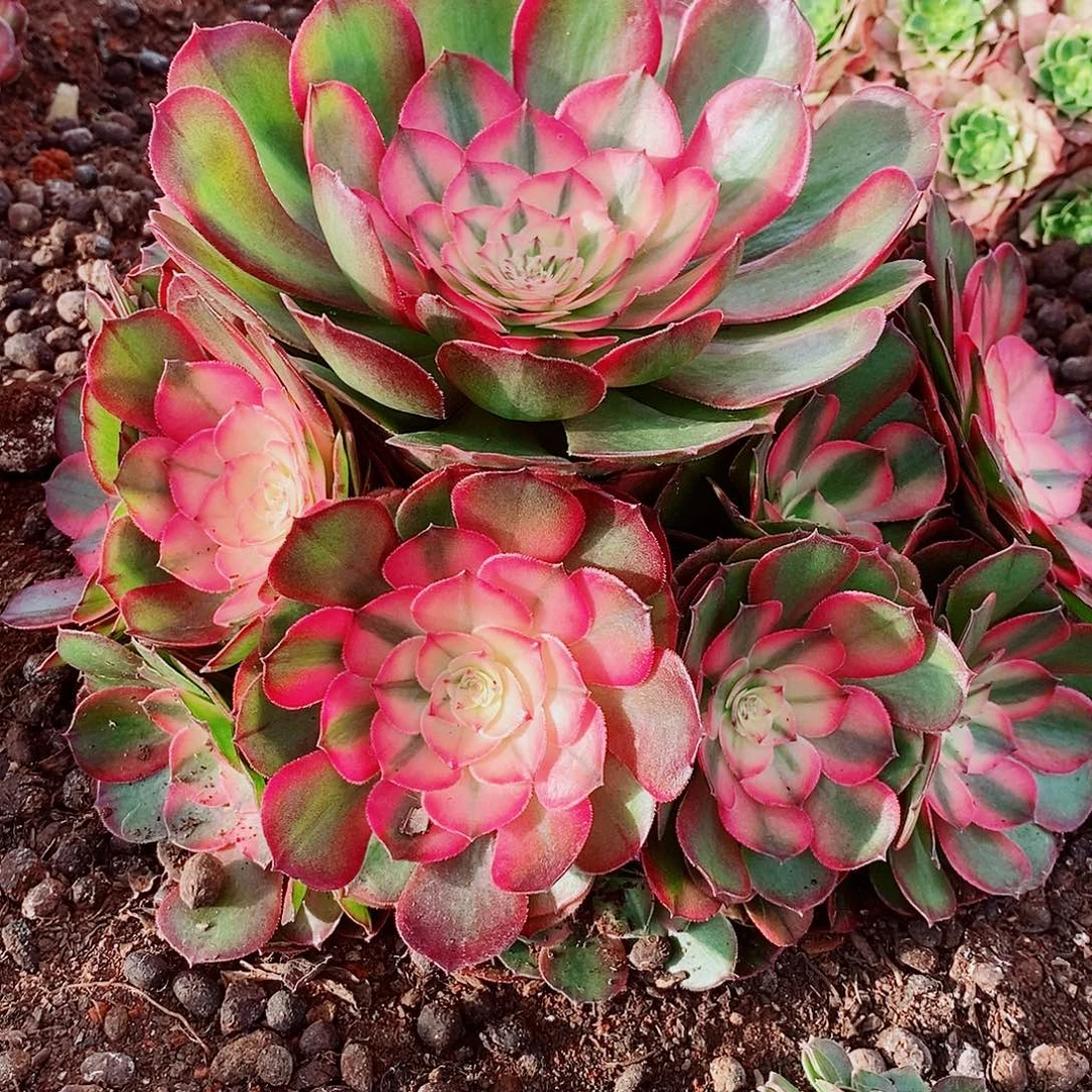 上古园艺多肉法师002