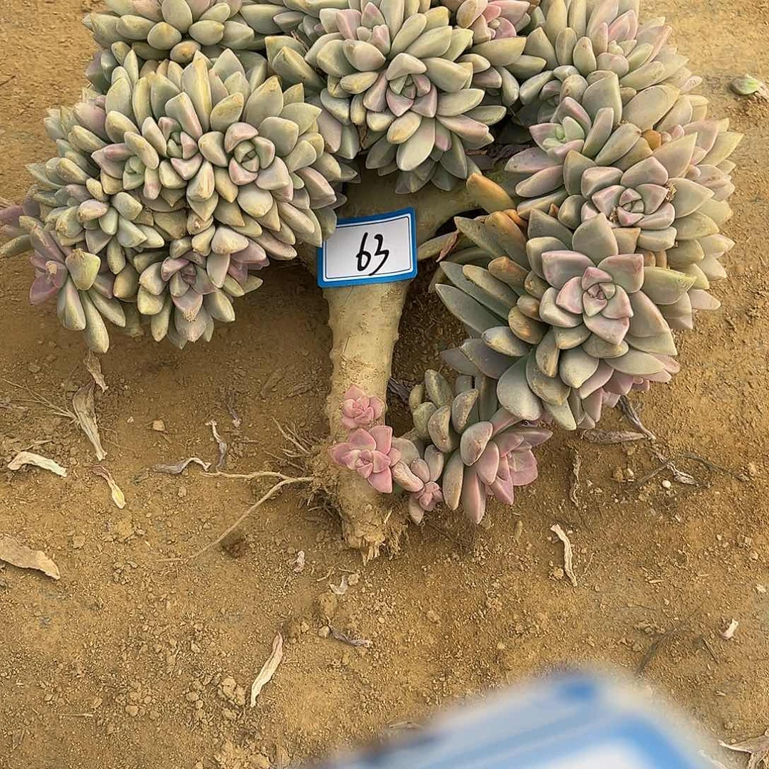 63号淡雪缀化有瑕疵