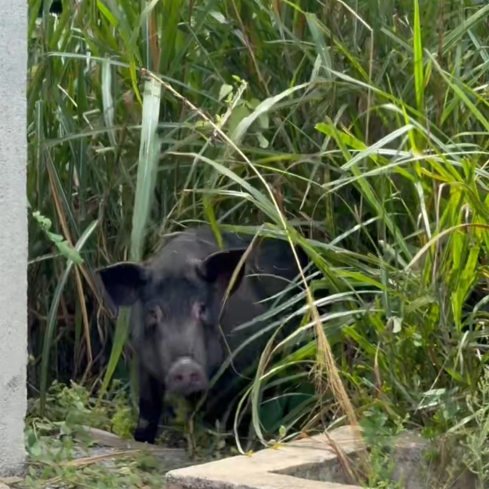 （顺丰包邮）黑猪直播现称湖南湘西本地土猪肉粮食黑土猪