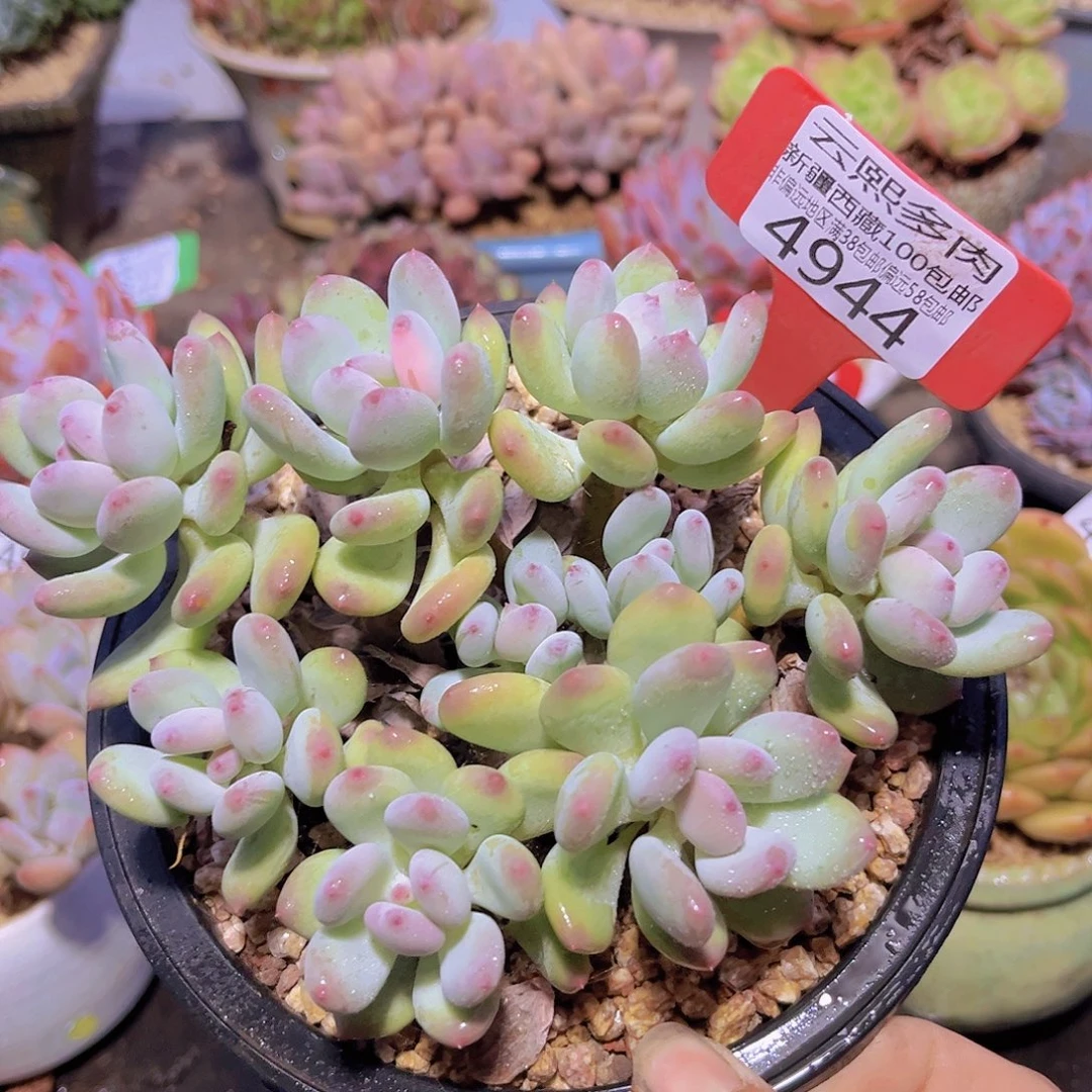 4944三日月美人。