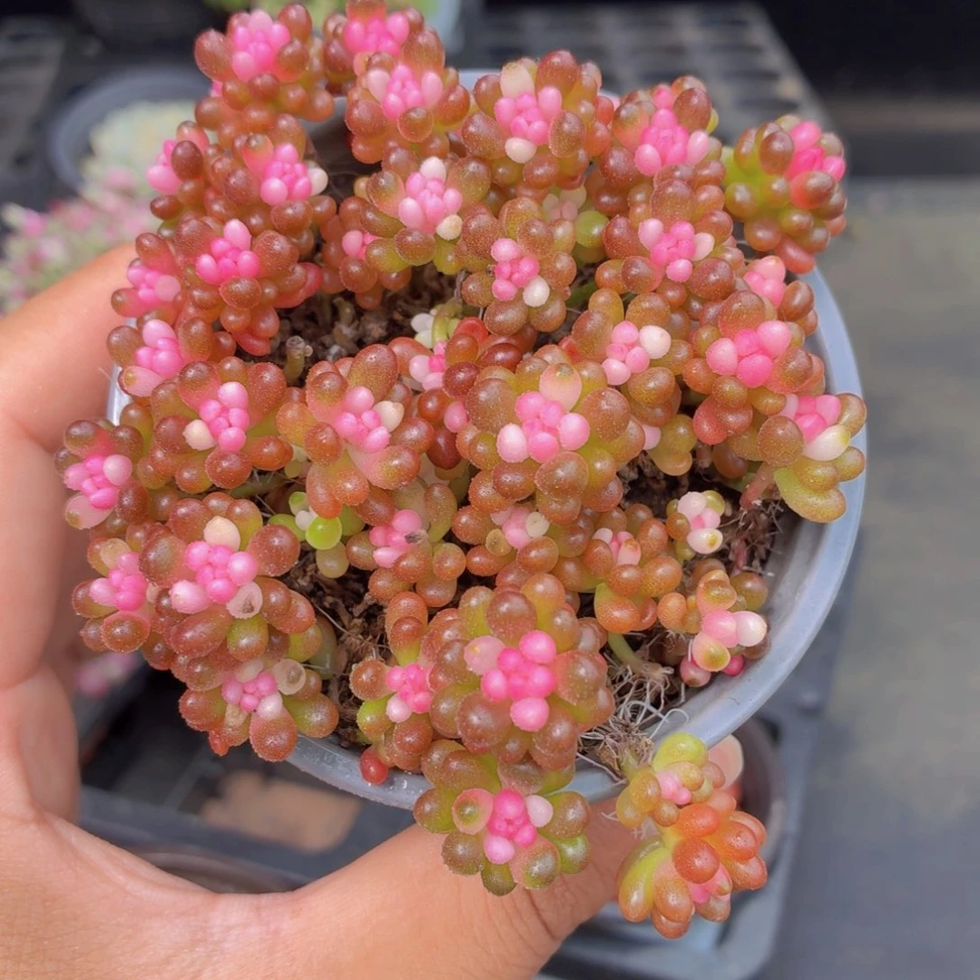 七彩龙珠多肉9.9包邮发货