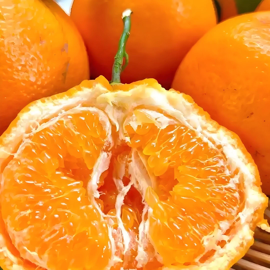 春见耙耙柑500g四川柑橘四川省三亚市